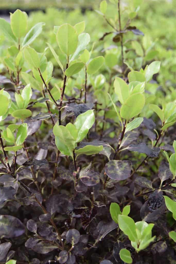 Pittosporum tenuifolium 'Tom Thumb' 15-20 cm